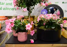 De Mandevilla Sundavilla Double Blush Pink van MNP Flowers was te vinden in de stand van Fleuro Select. Het soort won dit jaar de FleuroStar Award.